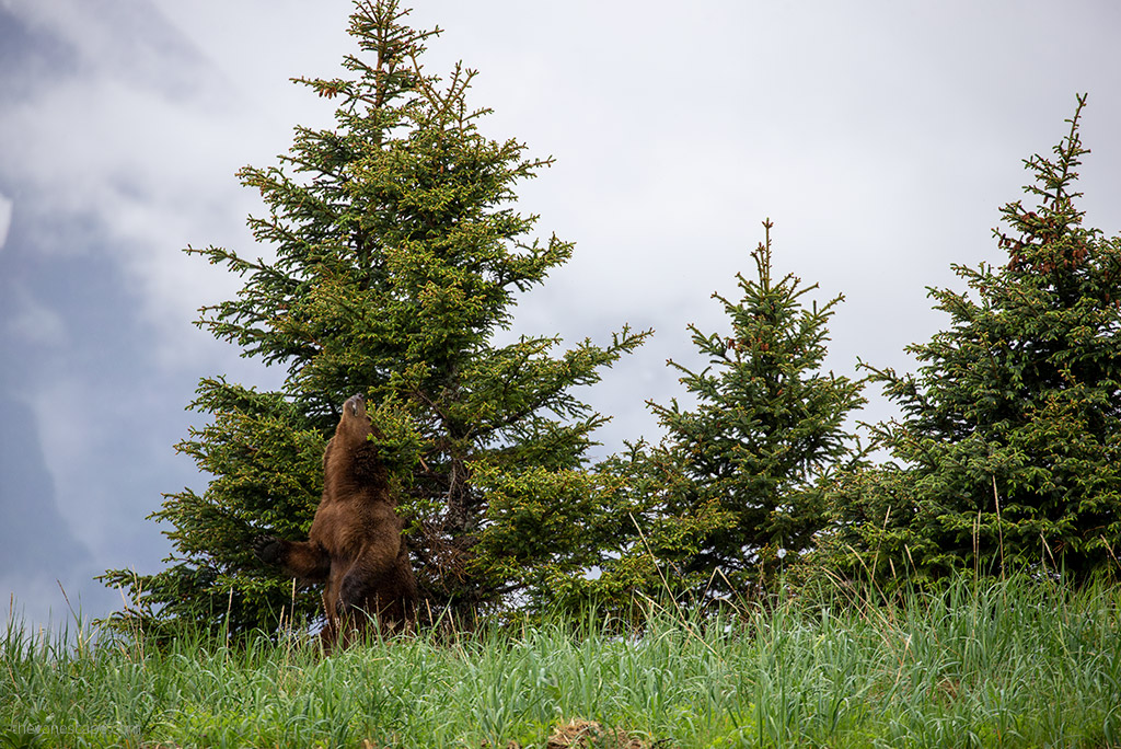 Huge brown bear next to tree in Alaska.