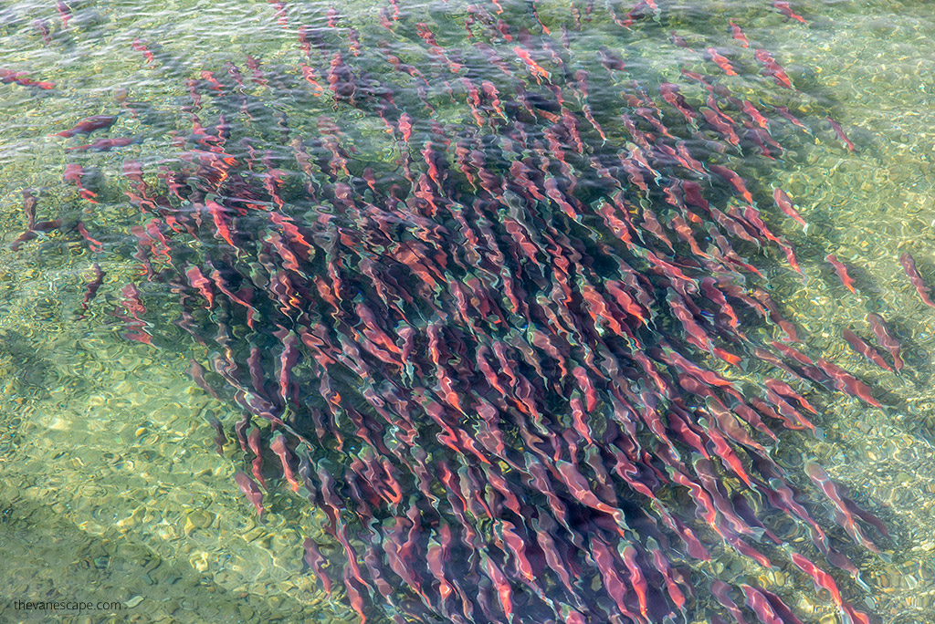 salmon.
