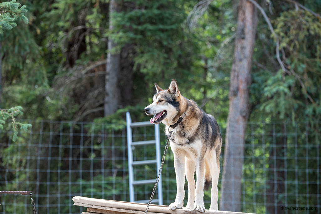 Sled Dog Kennel Tour in Talkeetna.