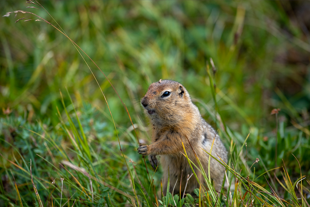 hiking and wildlife near Talkeetna - ground squirrel.