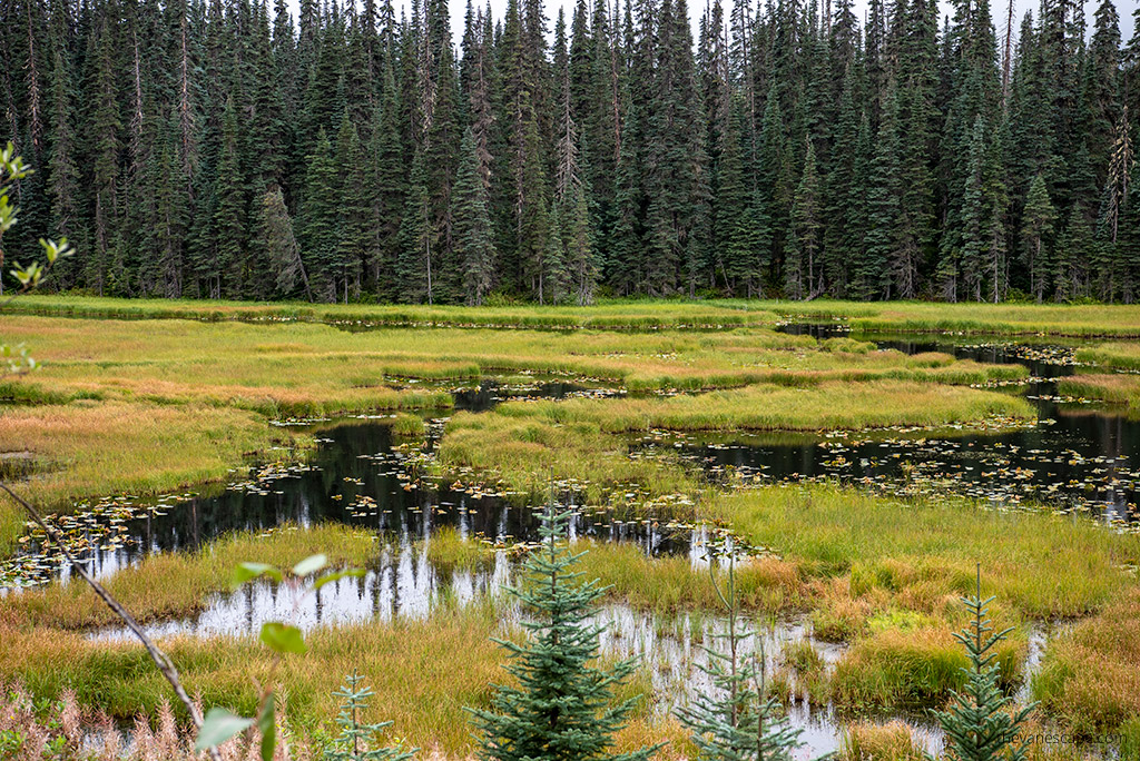 trails near Talkeetna.