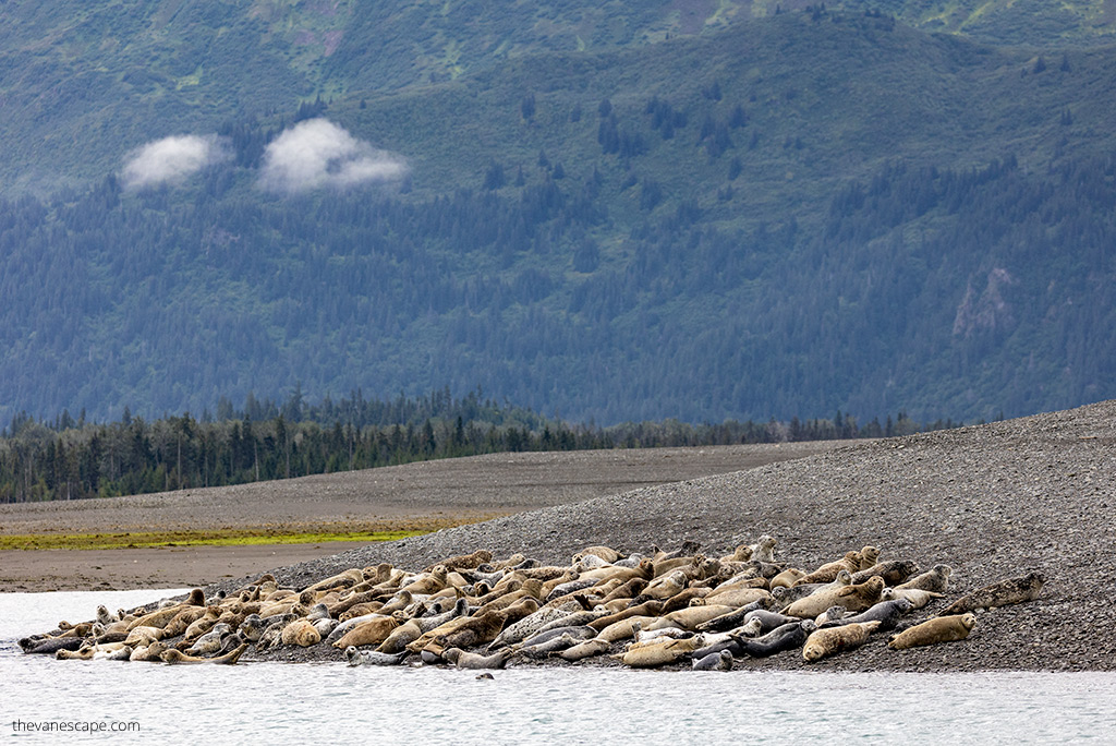 marine wildlife in Kachemak Bay.