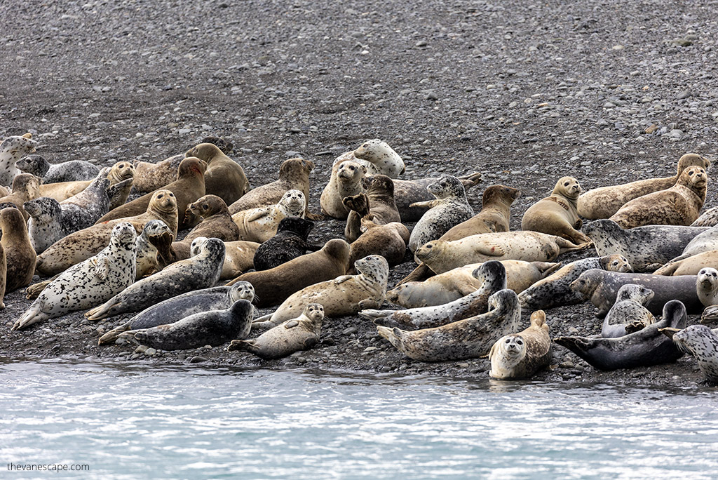 Alaska Wildlife Tour in Kachemak Bay.