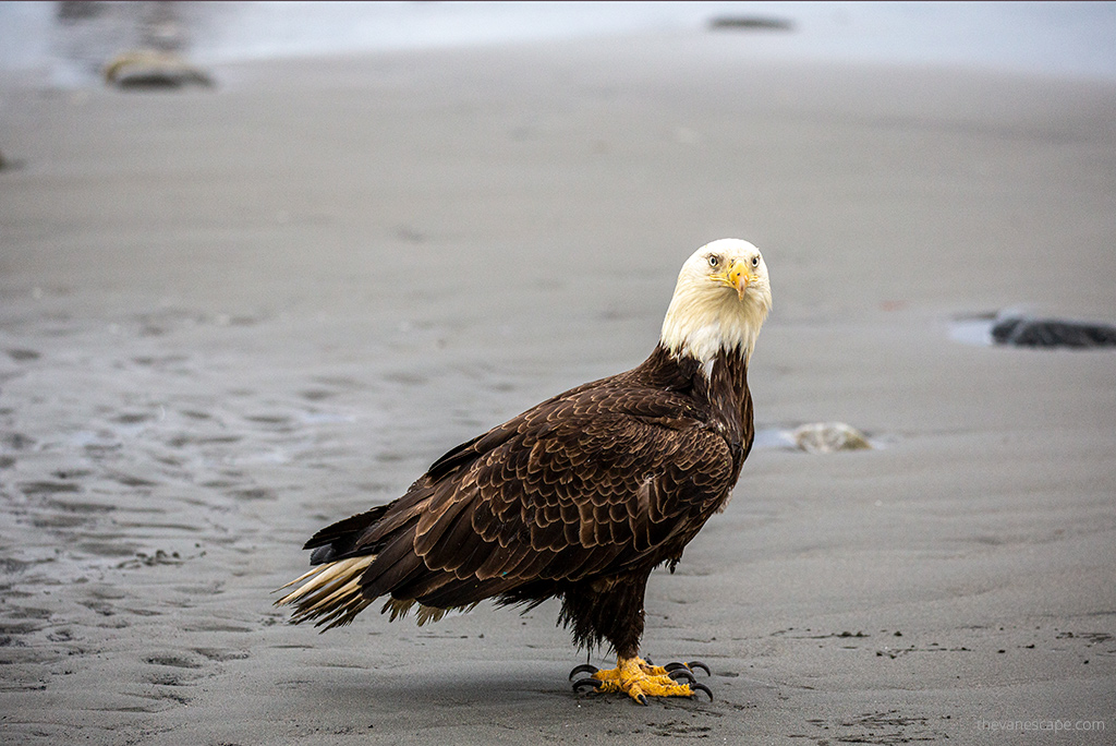 bald eagle in Homer Alaska.