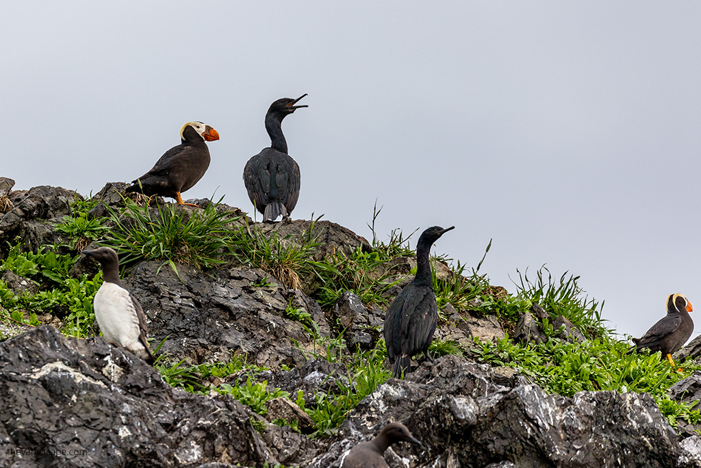 Puffins - Alaska wildlife.