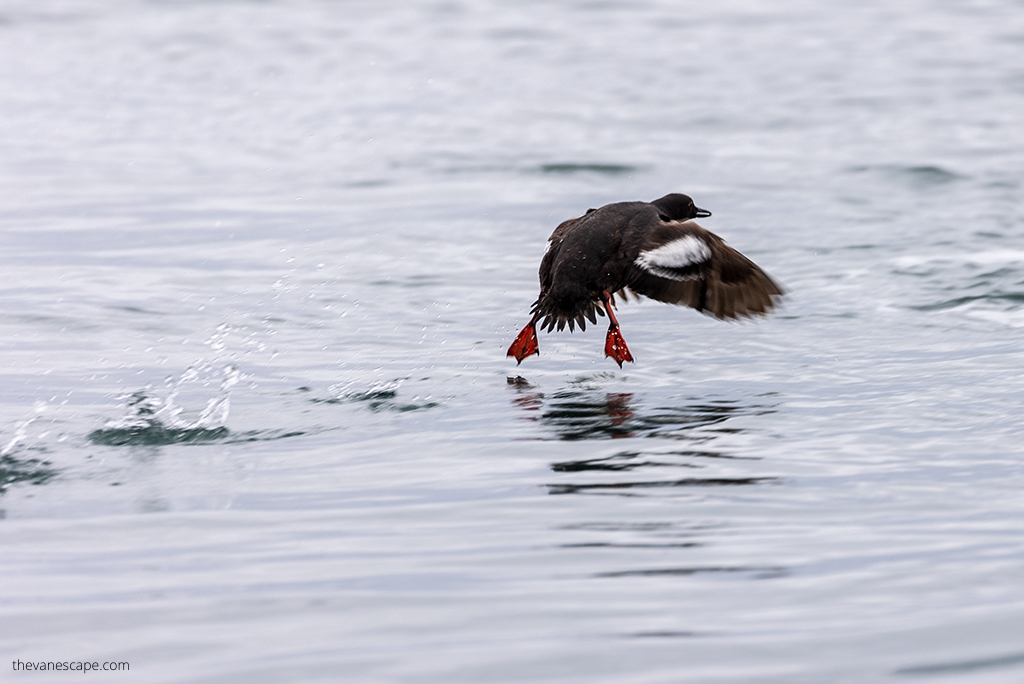 birds during Wildlife Tour in Kachemak Bay.