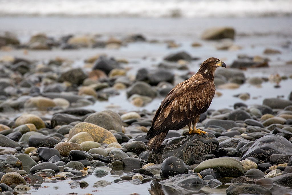 wildlife in Homer Alaska.