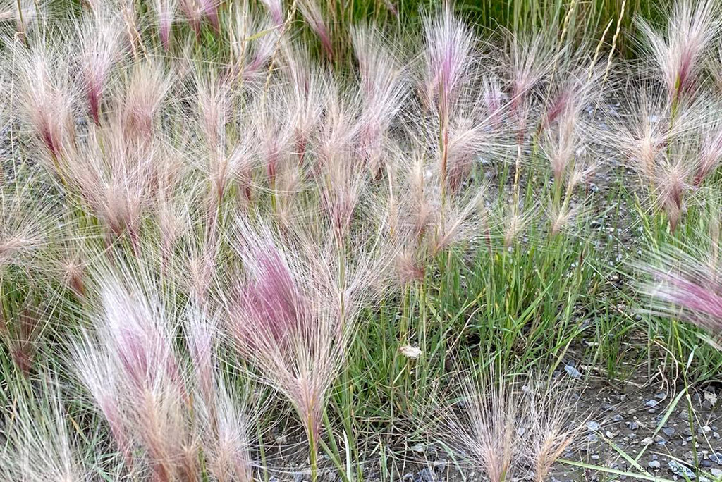 Nature in the Arctic Circle Alaska.