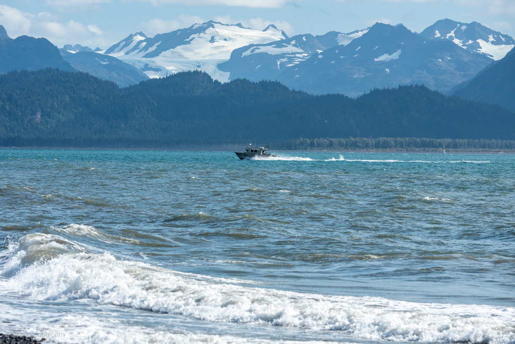 Alaska Wildlife Tours in Kachemak Bay - Caldwater Alaska.