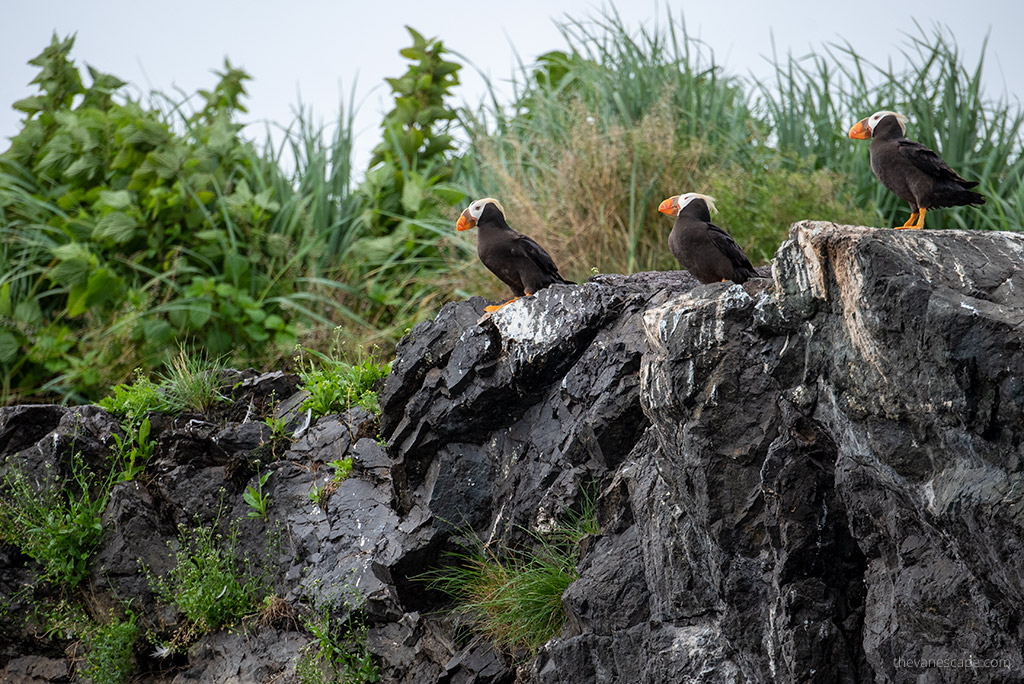 Puffins - Alaska wildlife.