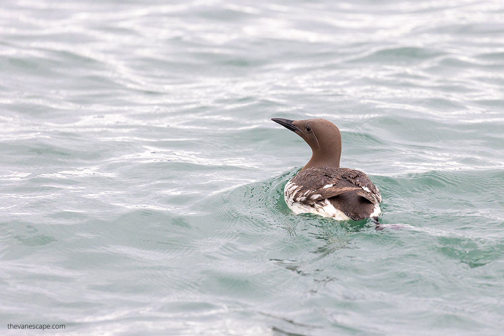 Alaska Wildlife Tours in Kachemak Bay.