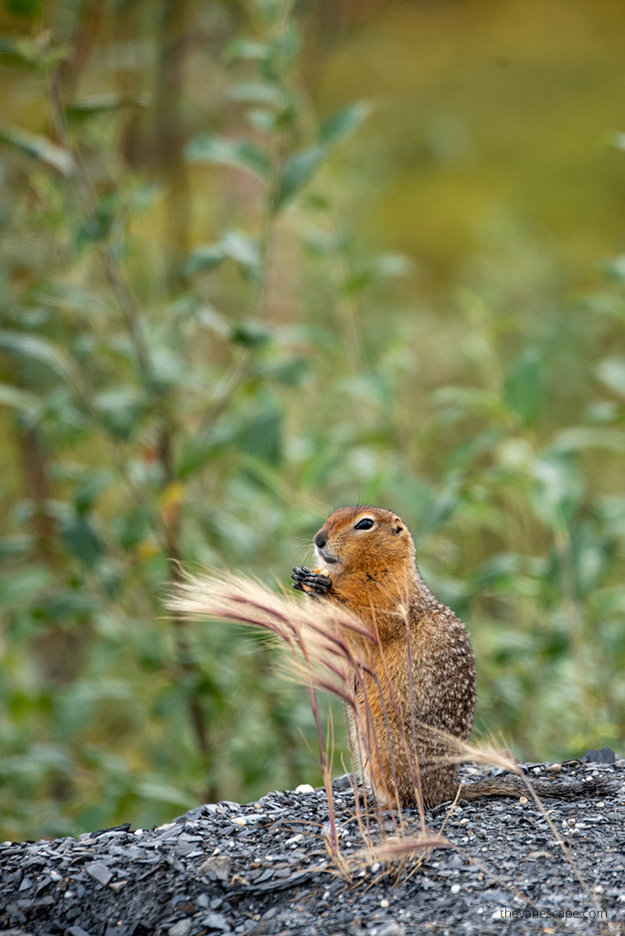 wildlife on the way.