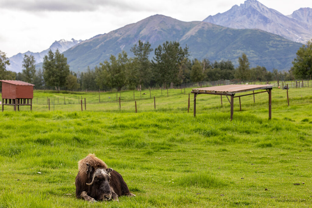 The musk ox farm in Palmer.
