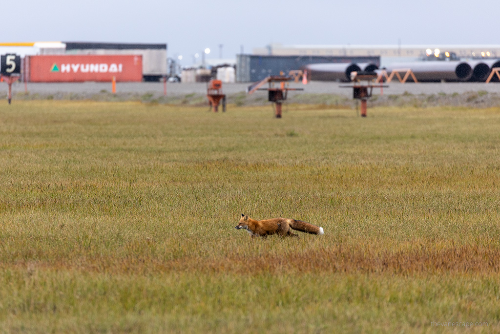 Deadhorse Prudhoe Bay red fox