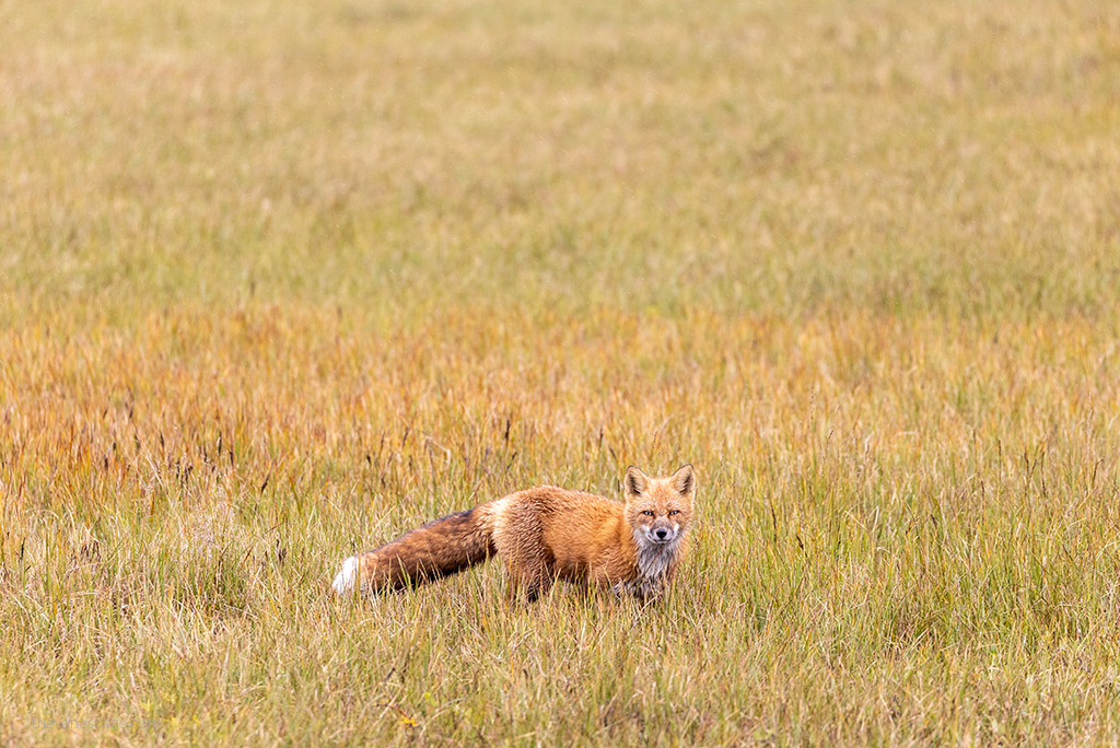 red fox in Deadhorse at Prudhoe Bay.