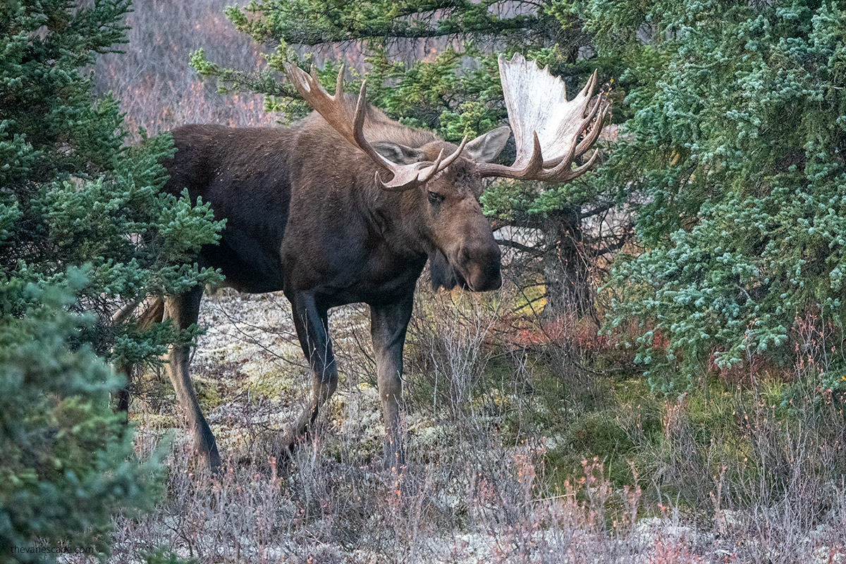 Huge bull moose between trees in Denali.