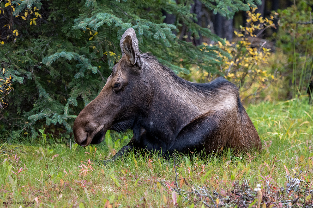moose in grass.