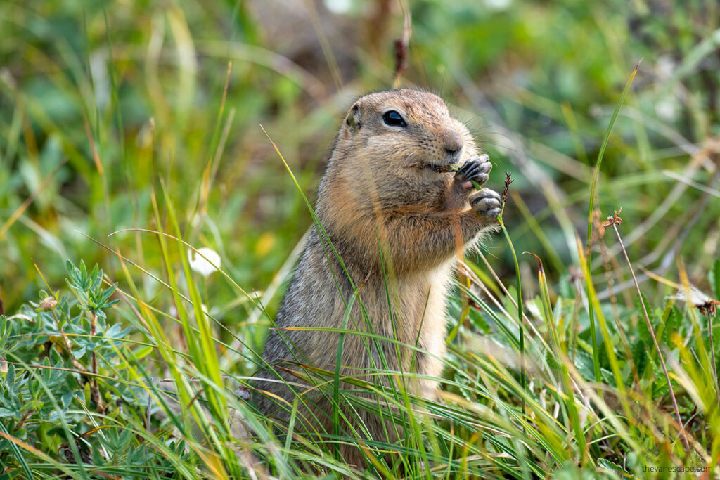 Arctic squirell in the grass.