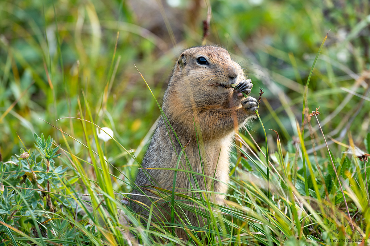 Arctic squirrel in Denali eating grass.
