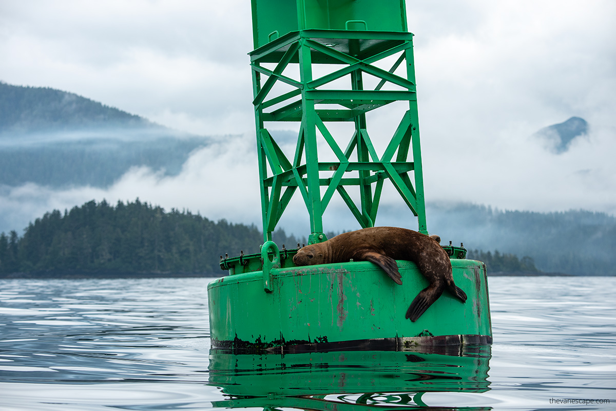 Huge sea lion resting on the water green platform during our kayaking shore excursion in Sitka.
