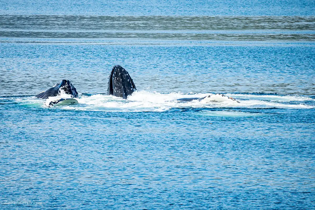 Whale watching in Icy Strait Point.