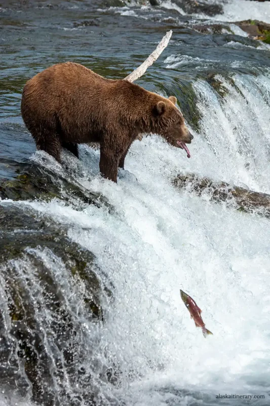 Brown bear catching salmon at Brooks Falls in Katmai.