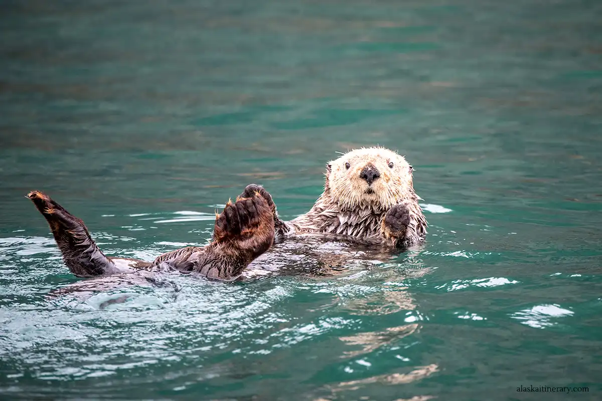marine wildlife in Alaska: otter in the water.