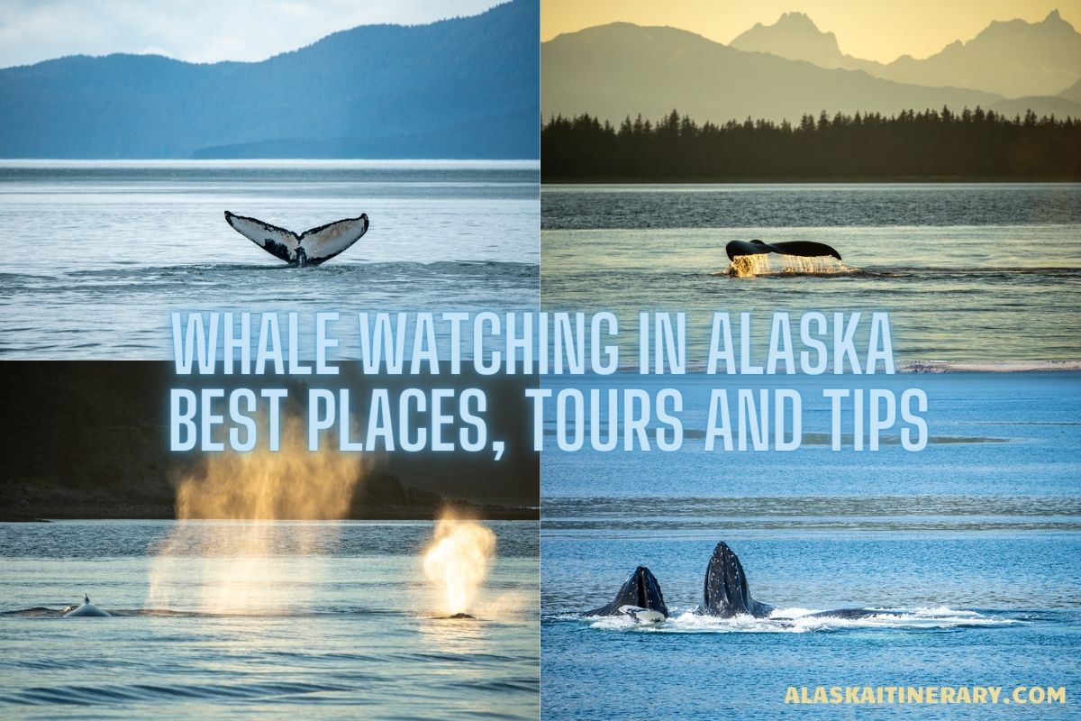 Whale watching in Alaska - best places, tours and tips.