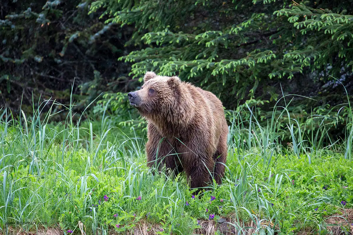 brown bear in alaska - keep safe distance from a wildlife.