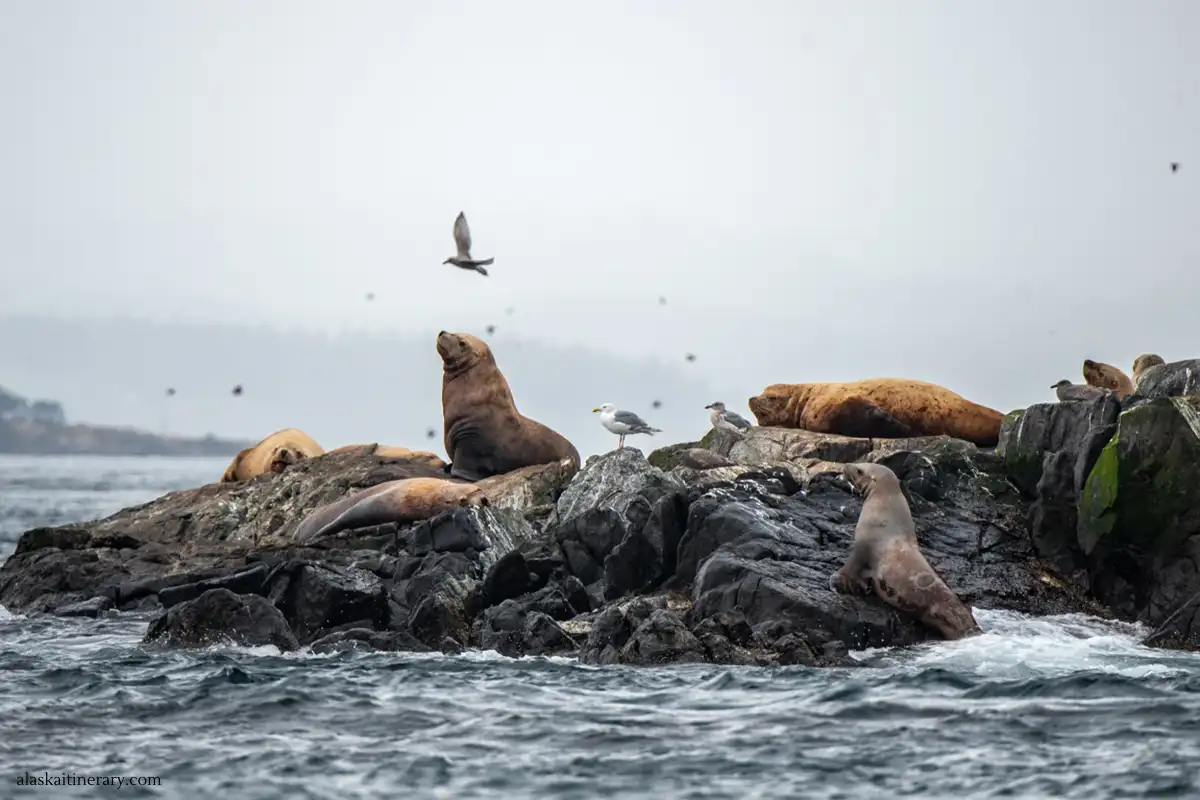A group of harbor seals lounging on a rocky outcrop surrounded by the churning sea, with a backdrop of misty Alaskan landscape and seagulls flying overhead.