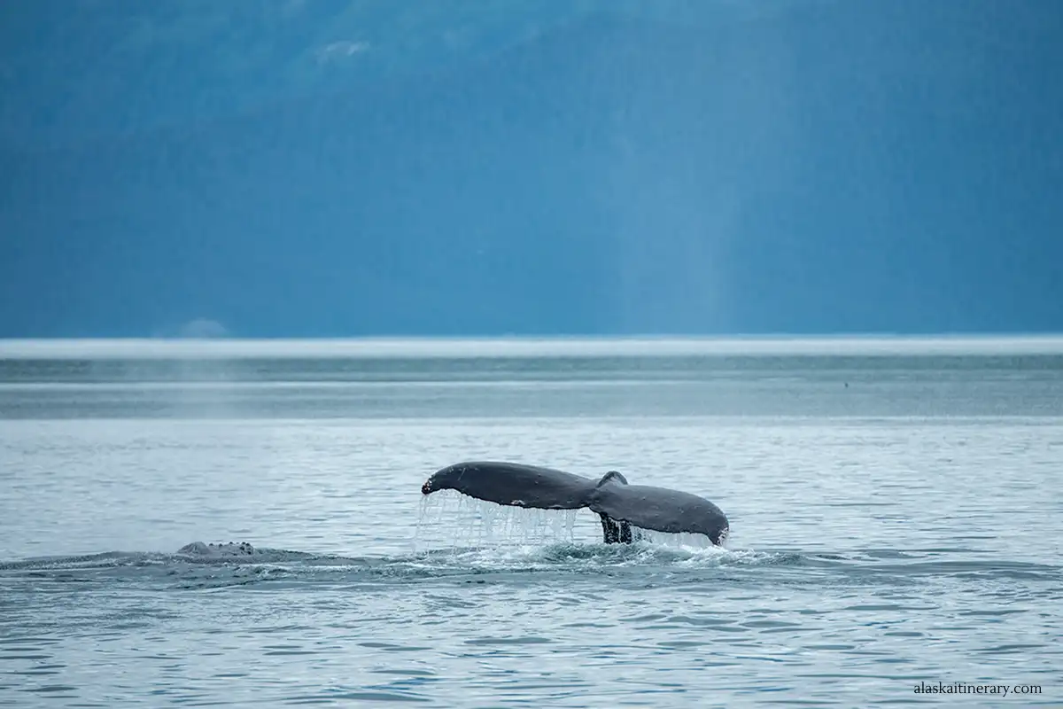 whale tale in Kenai Fjords, Alaska.