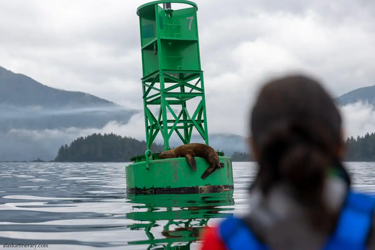Agnes in kayak in a blue life jacket observes a sea lion lounging on a green navigation buoy marked with the number 7, set against a serene Alaskan backdrop with misty mountains and calm waters during a sea kayaking trip in Alaska, in Sitka.