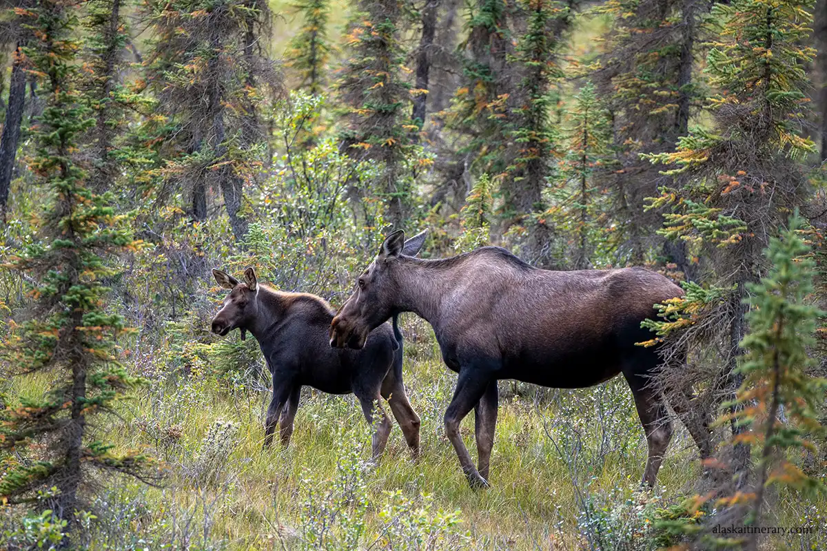 moose between trees in Alaska.