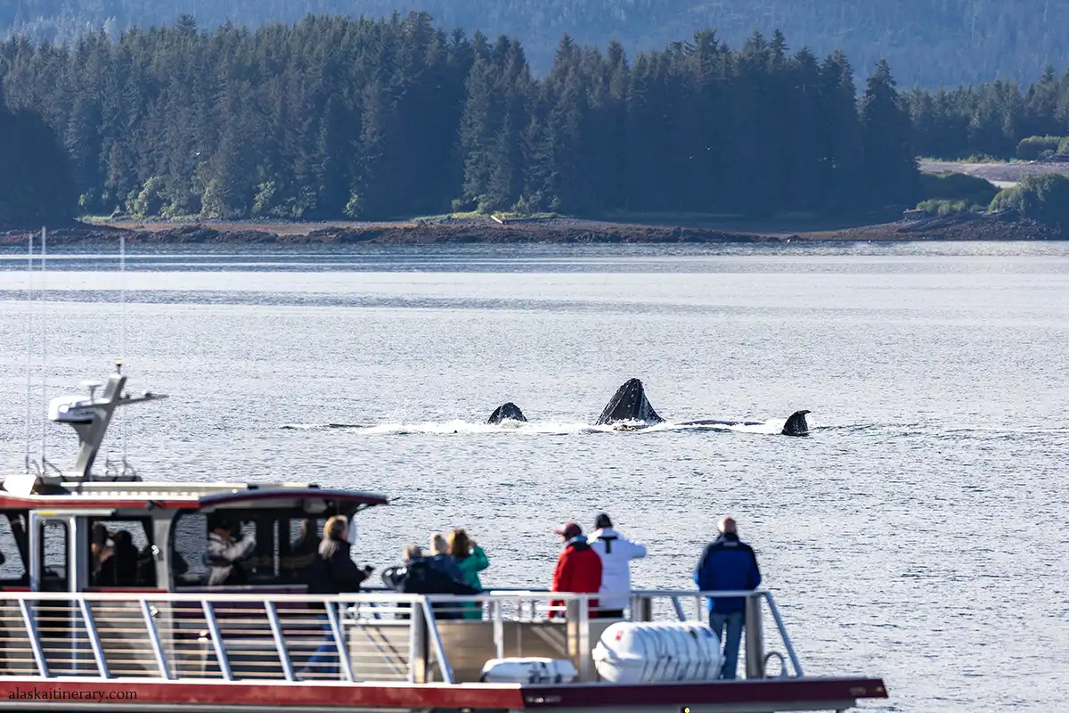 Whale watching tour during Alaska cruise.