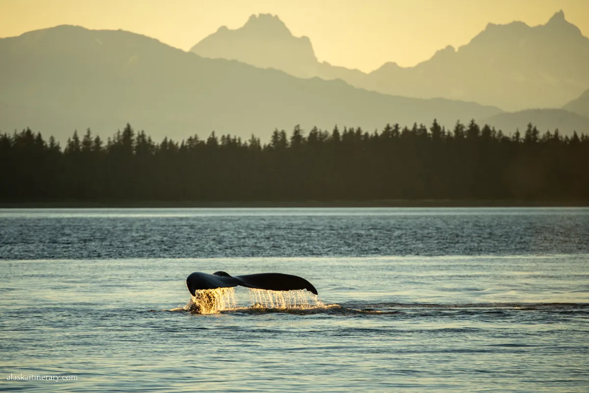 whale tale in Alaska - Juneau during sunset with mountain view. 