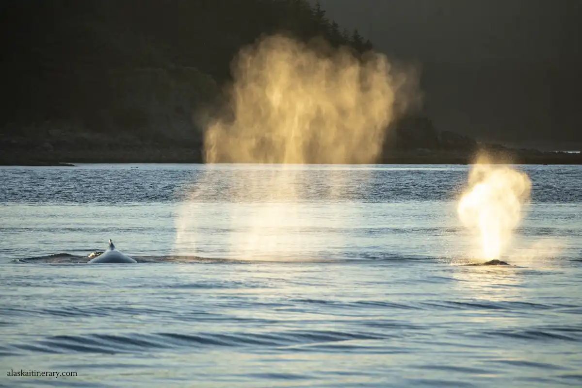 Whale watching during sunset in juneau port of call in alaska, classic inside passage cruise itinerary.