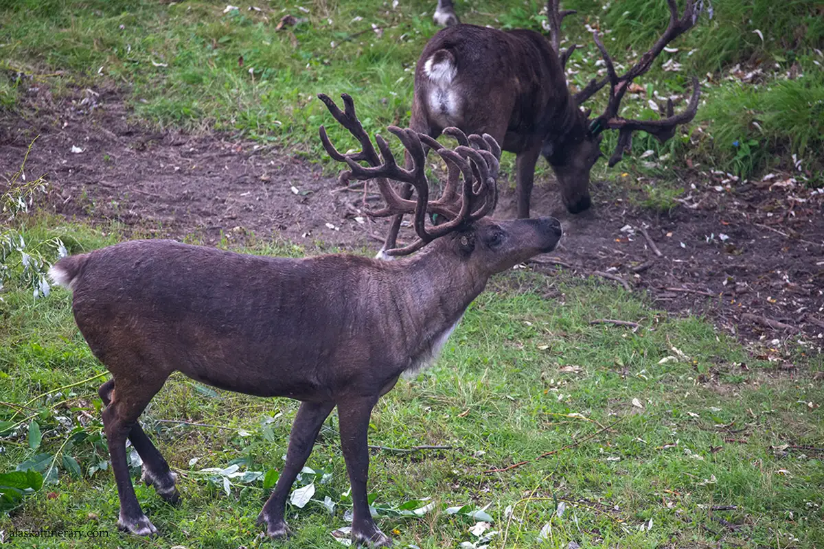 Reindeer Walk in summer.
