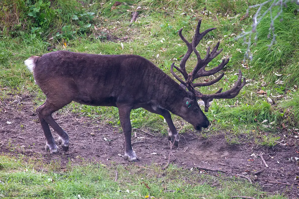 Reindeer tour in Alaska in summer.