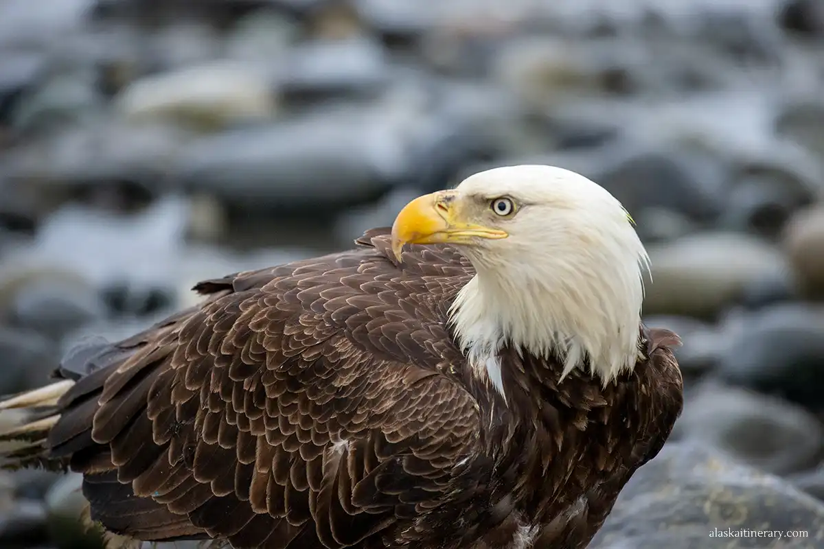Bald eagle at Anchor Point, near Homer.