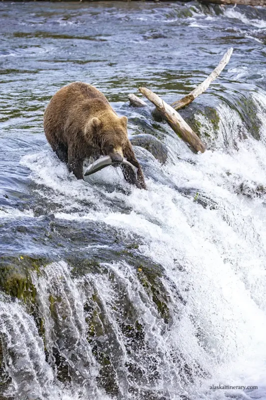 Brown bear with a salmon in his mouth in Katmai National Park.