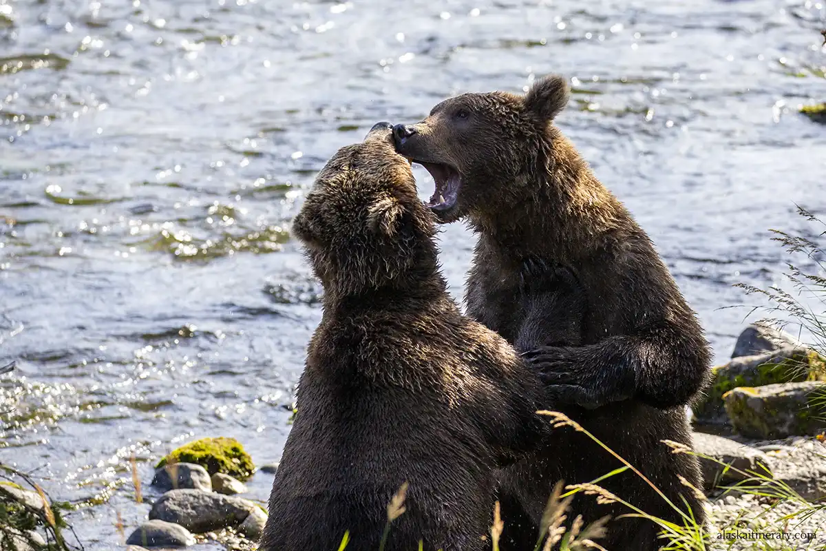 two fighting brown bears during bear viewing tour in Alaska.