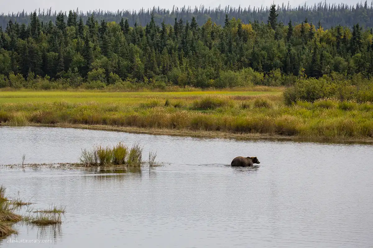 brown bear in a water in Alaska.