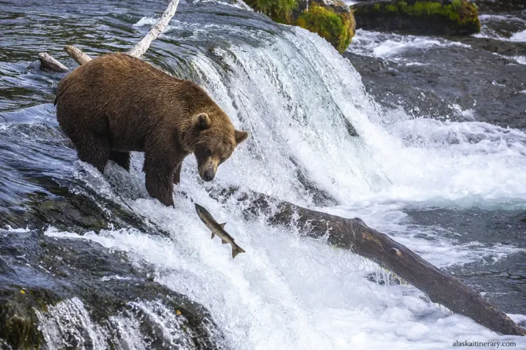 Bear Viewing at Brooks Falls: Everything You Need to Know