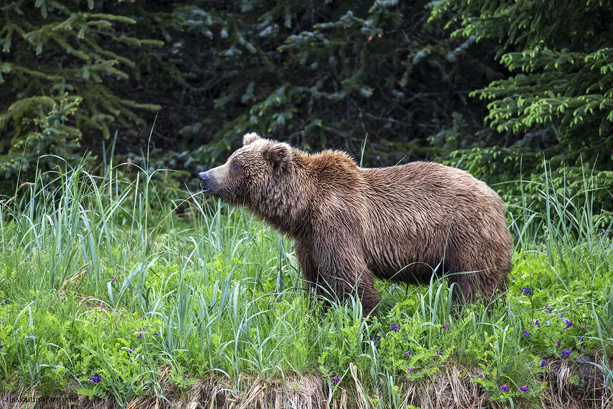 Brown bear in Alaska in the lush forest.