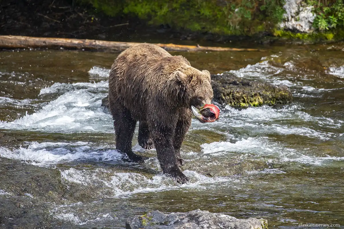 bear viewing in Alaska - one of the top activities during 10 days road trip.