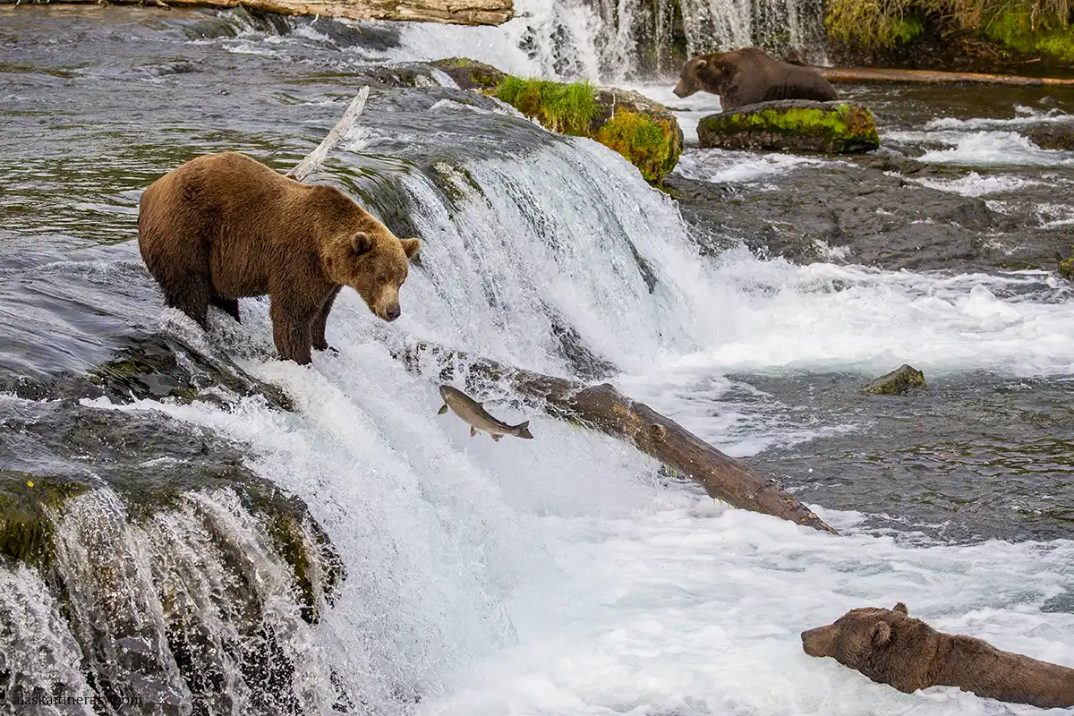 Bear viewing in Alaska - three huge bears in the water catching salmon.