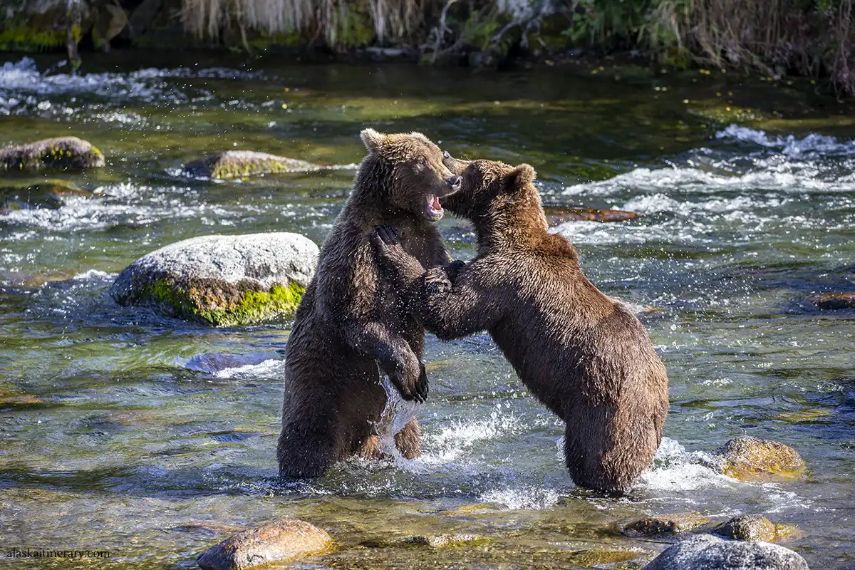 Two huge brown bears standing in the river in Katmai National Park and fighting. I took this picture at the end of August.