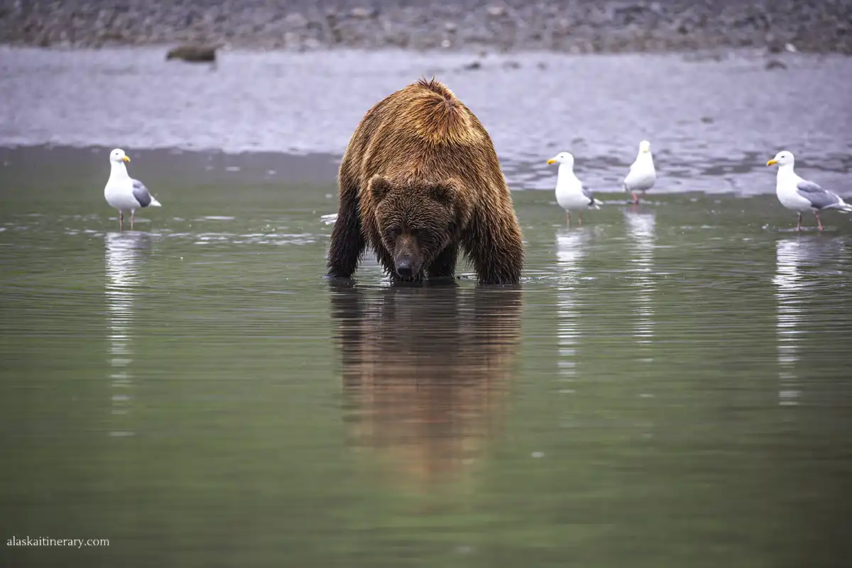bear viewing in Alaska in Lake Clark National Park.