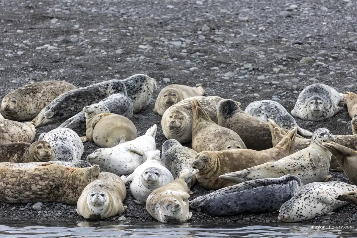 seals during Kenai Fjords Half-Day Wildlife Cruise.