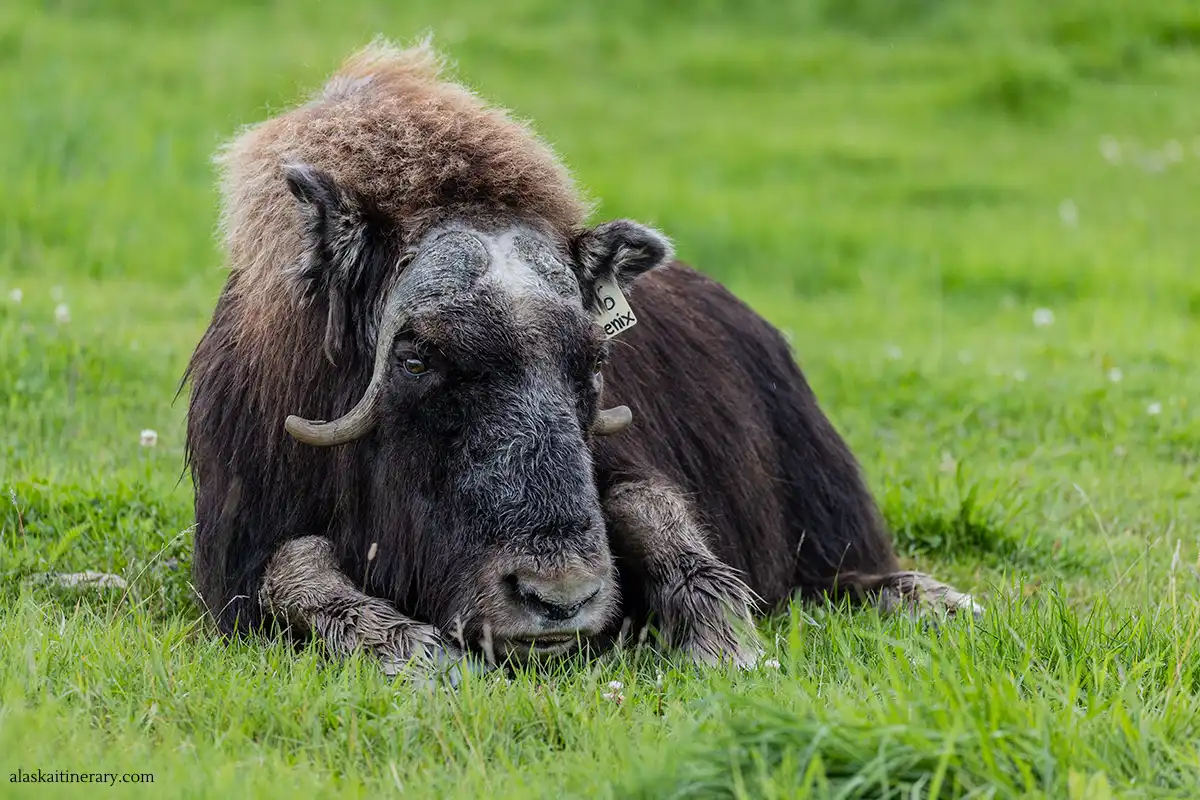 Musk ox lounging on the lush grass at a farm in Palmer, Alaska, showcasing its thick fur and curved horns.